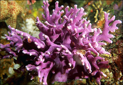 Фиолетовые кораллы. Фото, фотография беспозвоночные