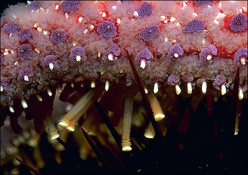 Морская звезда пытающаяся съесть морского ежа. Фото, фотография