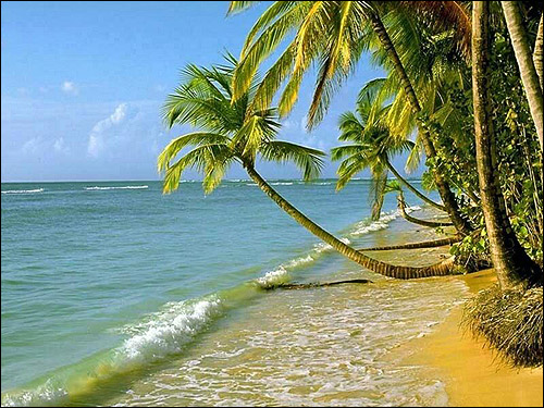 Пляж. Тропики. Пальмы. Фото, фотография
