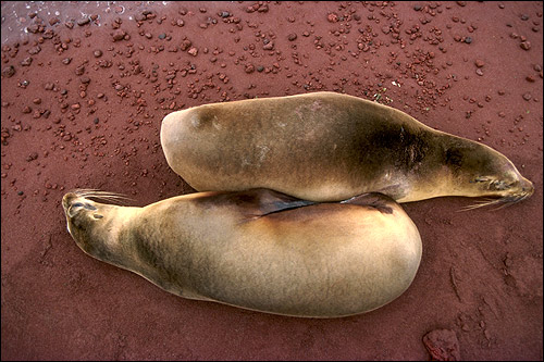 Тюлени Уэдделла (Leptonychotes weddelli). Фото, фотография картинка