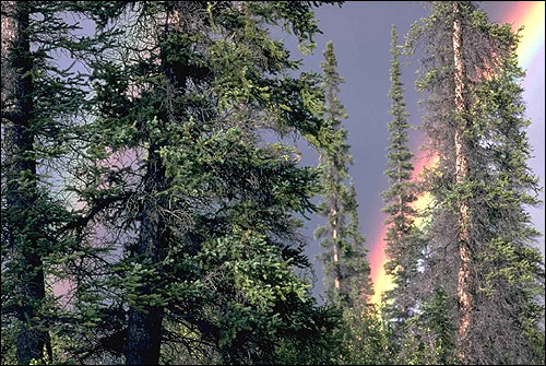 Хвойный лес. На заднем плане радуга. Фото, фотография
