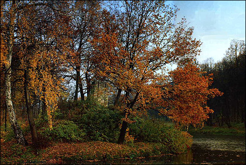 Осенний лес. Фото, фотография