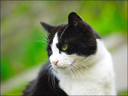 Бело-черная кошка (кот). Фото, фотография картинка животные
