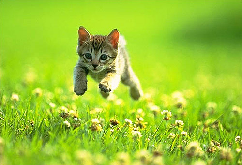 Маленький котенок бежит по зеленому лугу. Фото, фотография картинка кошки