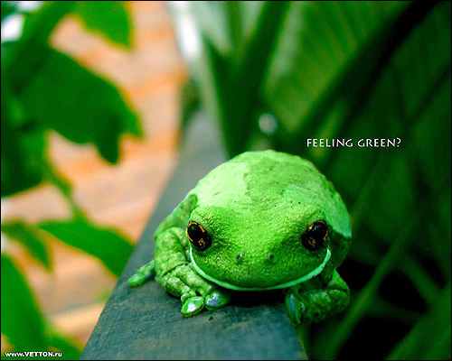 Зеленая лягушка на зеленом листе. Фото, фотография амфибии