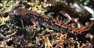    (Onychodactylus fischeri). , 