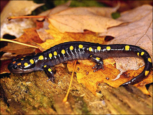 Огненная саламандра (Salamandra salamandra). Фото, фотография