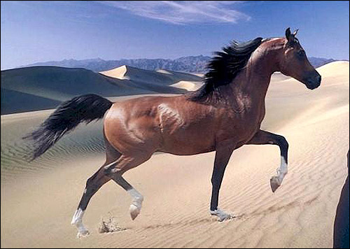 Лошадь, идущая по пескам пустыни. Фото, фотография картинка