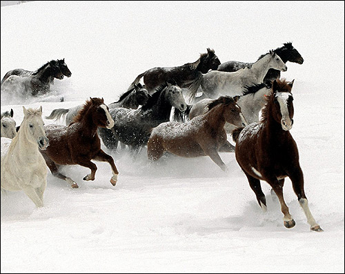 Табун лошадей, бегущий по белому снегу. Фото, фотография картинка