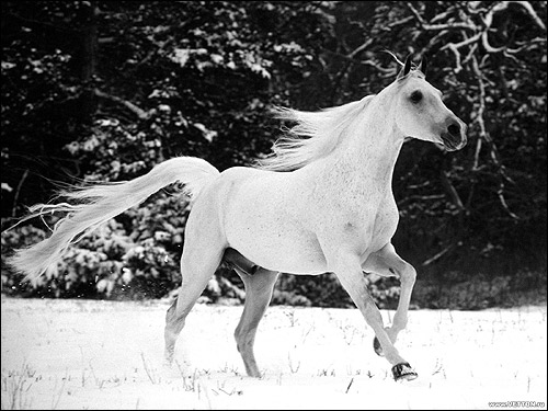 Белая лошадь скачущая по белому снегу. Фото, фотография картинка