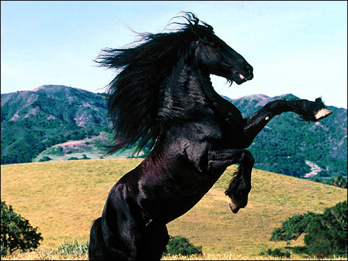 Фриз, фризская лошадь. Фото, фотография картинка