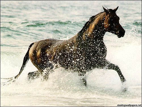 Лошадь, бегущая по воде. Фото, фотография картинка