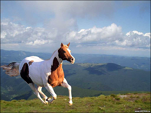 Лошадь в горах. Фото, фотография картинка