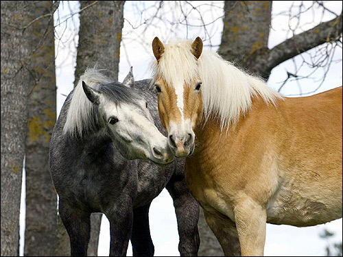 Серая и рыжая лошадь. Фото, фотография картинка