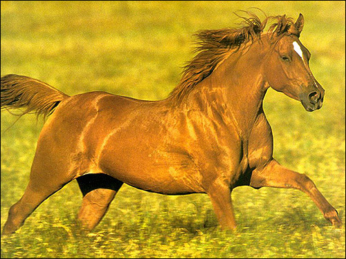 Лошадь на лугу. Фото, фотография картинка
