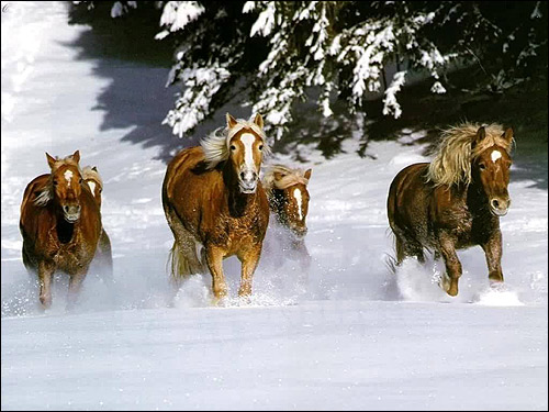 Пони бегущие по снегу. Фото, фотография картинка