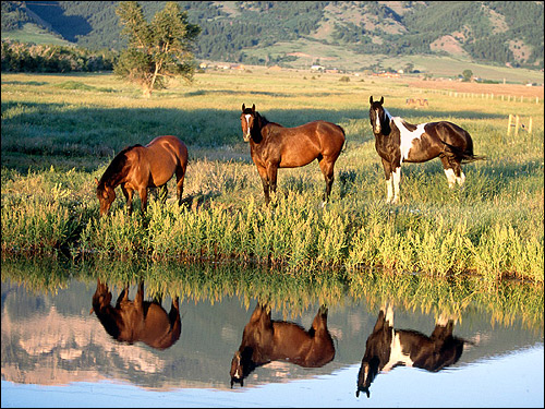 Лошади у воды. Фото, фотография картинка