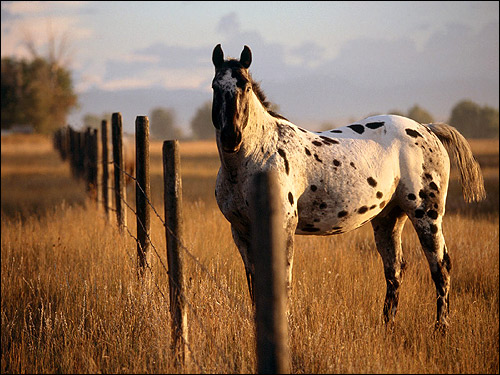 Пятнистая лошадь. Фото, фотография картинка