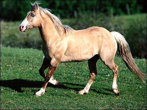 Изабелловая лошадь. Фото, фотография картинка