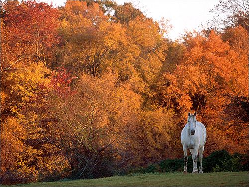 Белая лошадь на фоне осеннего леса. Фото, фотография