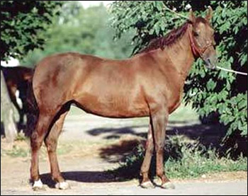 Локайская лошадь. Фото, фотография с Horseplanet.ru картинка породы лошадей