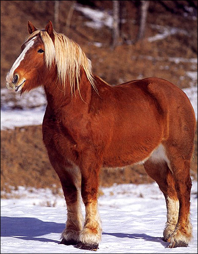 Владимирская тяжеловозная лошадь, владимирский тяжеловоз. Фото, фотография картинка породы лошадей