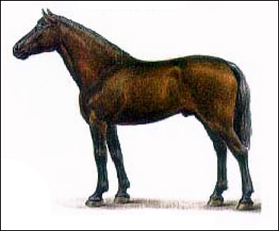 Кабардинская лошадь. Рисунок, картинка породы лошадей