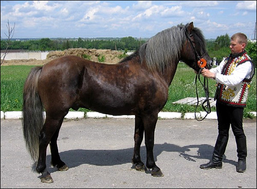 Гуцульская лошадь, гуцульский пони. Фото, фотография. Производители ТОВ Варто. породы лошадей