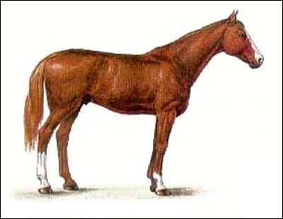 Чистокровная верховая лошадь. Картинка рисунок породы лошадей