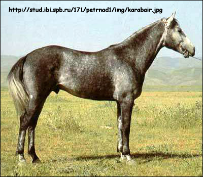 Карабаирская   лошадь. Фото, фотография картинка породы лошадей