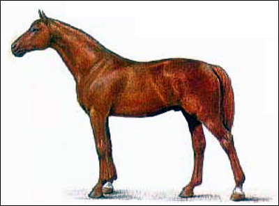 Буденновская   лошадь. Картинка рисунок породы лошадей