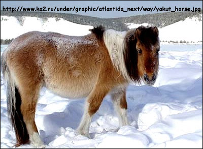 Якутская лошадь. Фото, фотография картинка, породы лошадей