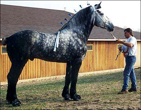 Першерон, першероннская лошадь. Фото, фотография картинка, породы лошадей