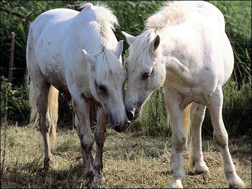 Две белые лошади. Фото, фотография картинка