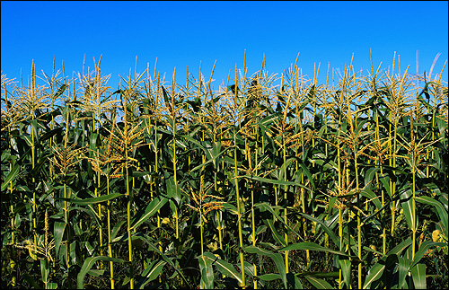 Посевы кукурузы, кукурузное поле. Фото, фотография природа