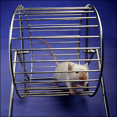 Домашняя крыса, бегающая в колесе. Фото, фотография картинка грызуны