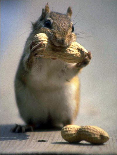 Белка грызущая арахис. Фото, фотография картинка грызуны