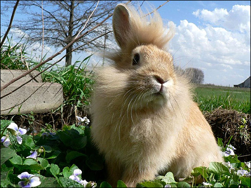 Ангорский кролик. Фото, фотография картинка