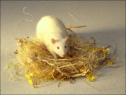 Декоративная крыса альбинос. Фото, фотография картинка грызуны