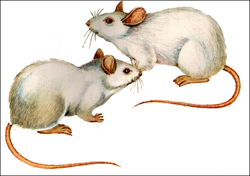 Белые декоративные крысы. Рисунок, картинка грызуны