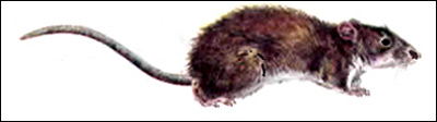 Рыжая крыса, амбарная крыса, пасюк (Rattus norvegicus). Рисунок, картинка грызуны