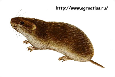  ,   (Microtus gregalis, Stenocranius gregalis). ,  