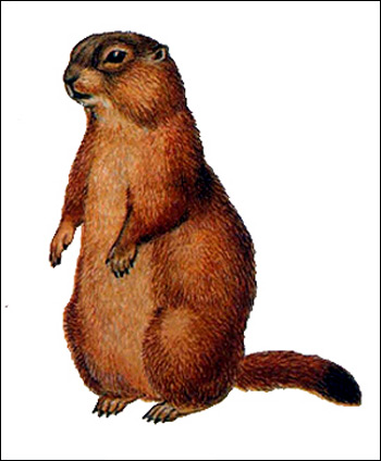 Длиннохвостый сурок, красный сурок (Marmota caudata). Рисунок, картинка грызуны
