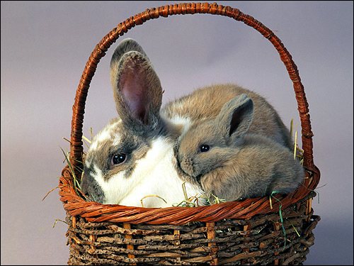Крольчиха с крольченком в плетеной корзинке. Фото, фотография картинка животные