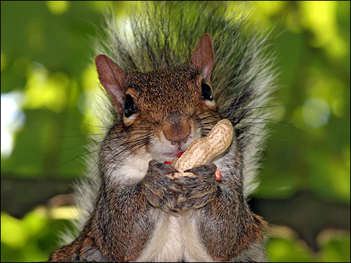 Серая белка грызет орех арахиса. Фото, фотография картинка животные