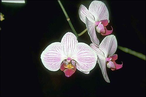 Бело-розовая орхидея. Фото, фотография цветы