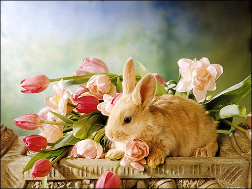 Кролик и цветы. Фото, фотография картинка животные