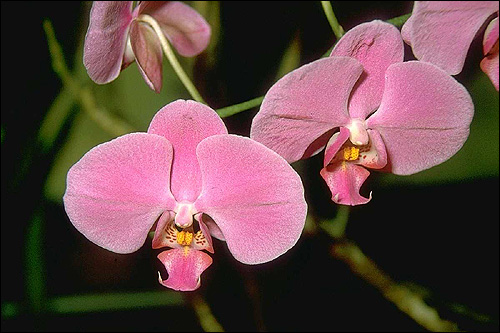 Розовая орхидея. Фото, фотография цветы