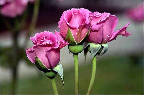 Розовые розы. Фото, фотография цветы
