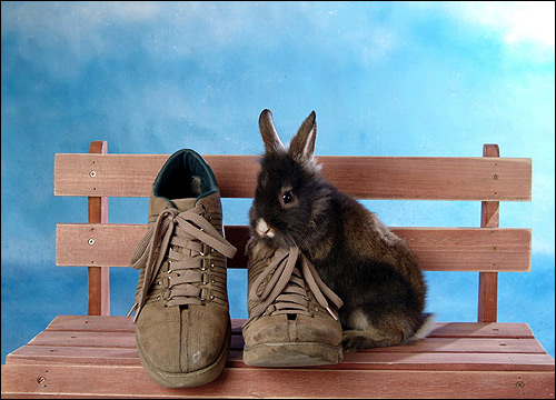 Черный карликовый кролик и ботинки. Фото, фотография картинка животные